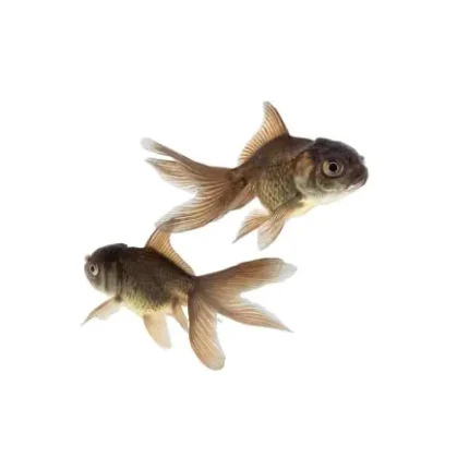 Producto de ejemplo 6