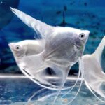 scalar o pez angel platino koi -3-5 cm